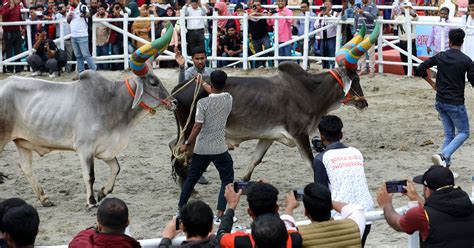 বগুড়ায় হয়ে গেল গরুর ‘র‍্যাম্প শো প্রথম আলো