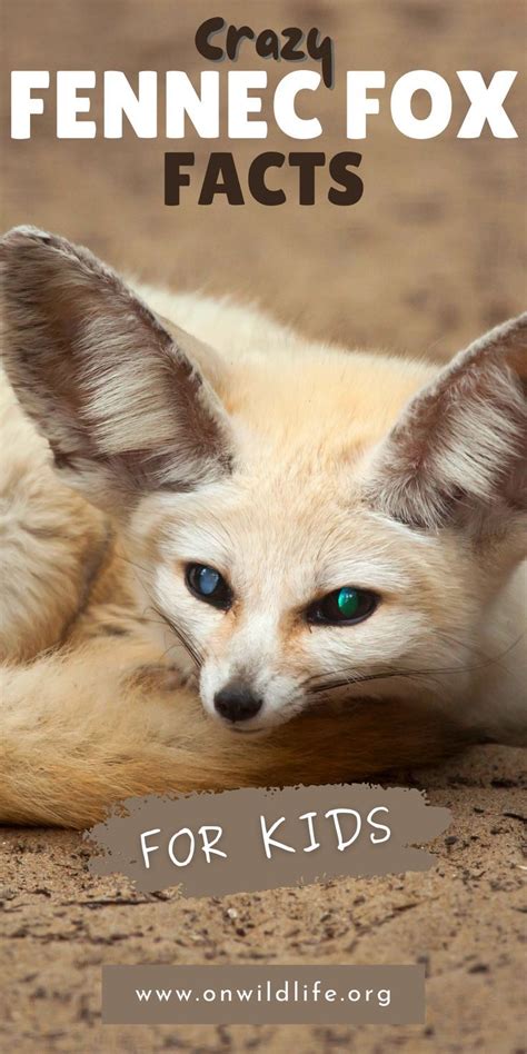 Crazy Fennec Fox Facts On Wildlife Podcast Fox Facts Fennec Fox