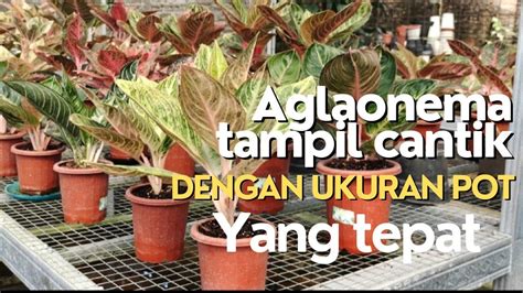 Kriteria Pot Yang Tepat Untuk Mempercantik Aglaonema Semiaglao