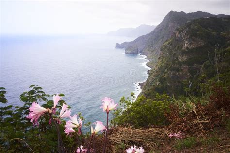 Flores Rosa Do Mar E Penhascos E Cascas De Madeira Do Furao Santana