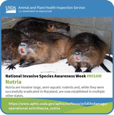 The Wildlife Society On Twitter Rt Usda Aphis Nutria Can Cause