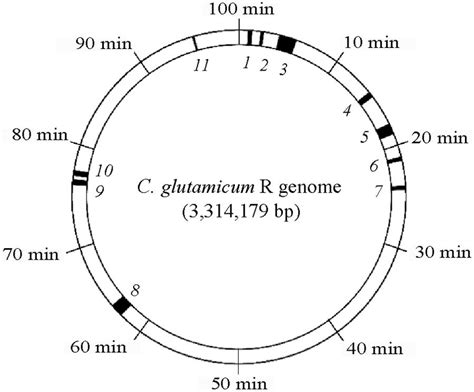 Illustration Of Ssis Larger Than Kb In The C Glutamicum R Genome