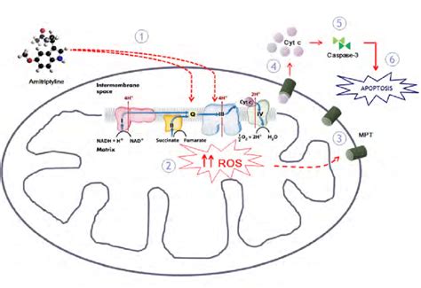 Mechanism of apoptosis induction by amitriptyline. | Download ...