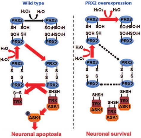 Schematic Diagram Illustrating The Deduced Pathway Through Which PRX2