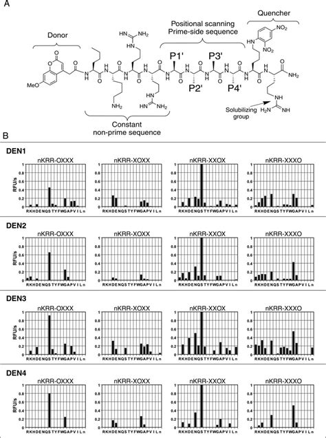 P1 P4 Substrate Specificity Of Ns3 Proteases A Representative