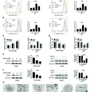 Shtix Induces Ferroptosis In Nsclc Cells A A And H Cells Were