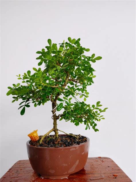 Orange Jasmine Bonsai Furniture And Home Living Gardening Plants