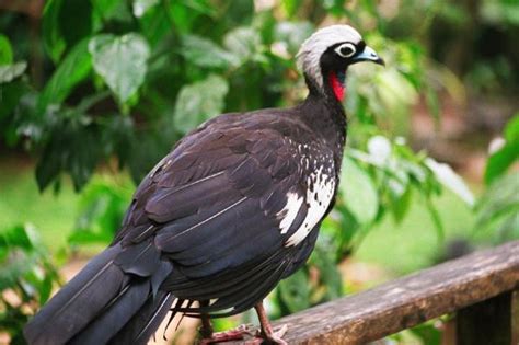 Animais Incr Veis Da Mata Atl Ntica Caracter Sticas E Fotos