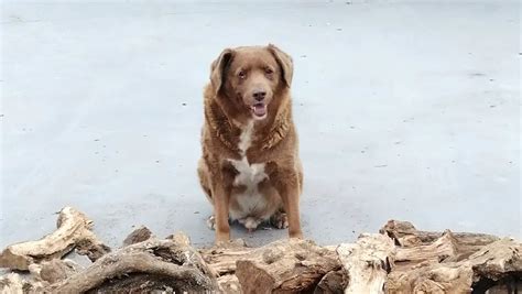 Bobi El Perro Más Longevo Del Mundo Muere A Los 31 Años Guinness