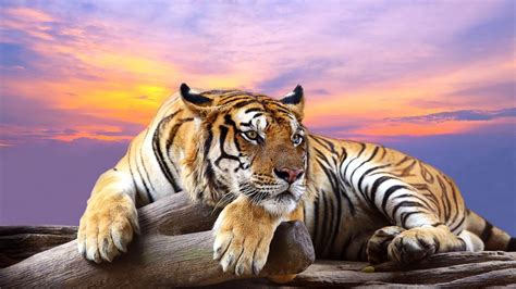 Exotic Animal Wallpapers Top Free Exotic Animal Backgrounds