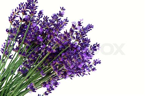 Lavendel Blomster Isoleret Mod En Hvid Baggrund Lilla Sommerblomster