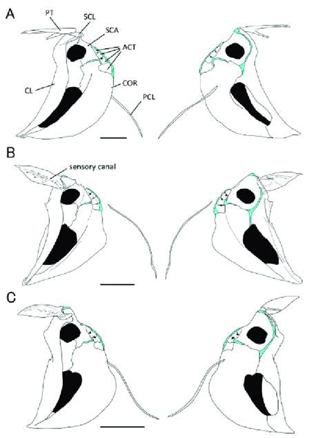 Lateral Views Left And Medial Views Right Of Pectoral Girdle In A Download Scientific