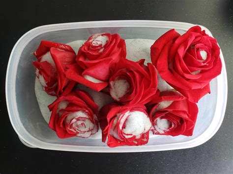 How To Preserve A Rose