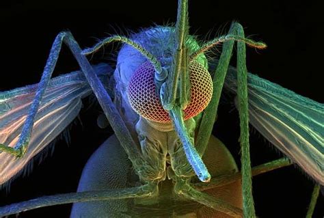 Web Study Centre: A mosquito under microscope