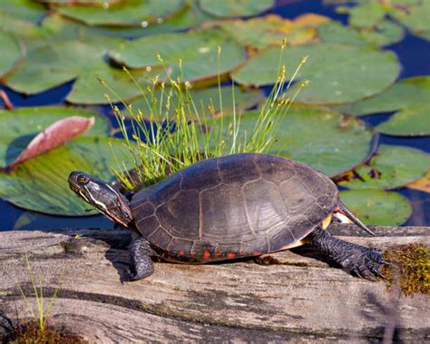 1500 Tortuga Pintada Fotos Fotografías De Stock Fotos E Imágenes