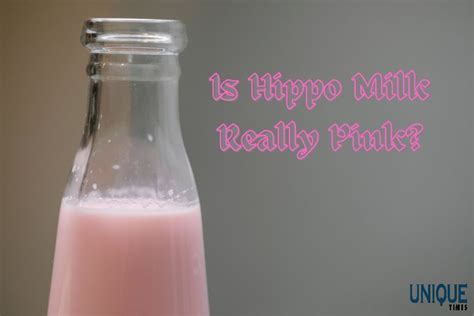 The Pink Mystery Unraveling The Truth Behind Hippo Milk Unique Times