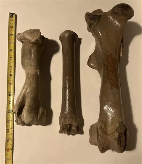 Equus Fossil