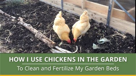 How To Use Chickens In Your Permaculture Garden Youtube