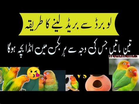 Love Birds Breeding Tips Love Birds Se Breed Lene Ka Tarika Urdu