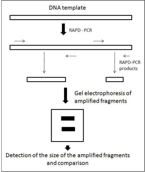 The Principle Of RAPD PCR Technique Arrows Indicate Primer Annealing