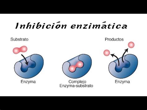 Inhibici N Enzim Tica Youtube