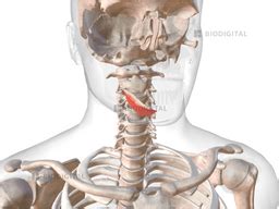 Right Mylohyoid BioDigital Anatomy