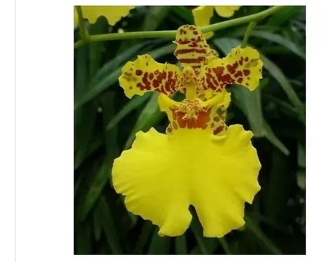 Orquídea Oncidium Kit C 10 Und Chuva De Ouro 12 Cm Mudas