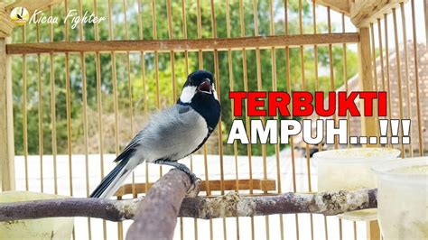 Terbukti Ampuh Banyak Glatik Batu Lain Cepat Gacor Jika Di Pancing