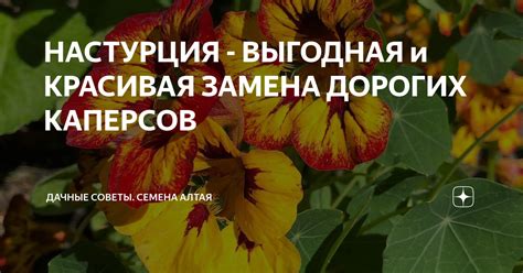 НАСТУРЦИЯ - ВЫГОДНАЯ и КРАСИВАЯ ЗАМЕНА ДОРОГИХ КАПЕРСОВ | Семена Алтая ...