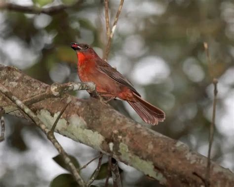 red throated ant tanager facts diet habitat pictures  animaliabio