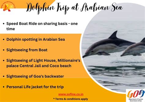 Dolphin Ride In Goa Sightseeing In Goa Dolphin Trip