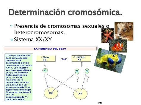 Tema Gentica Mendeliana La Gentica Del