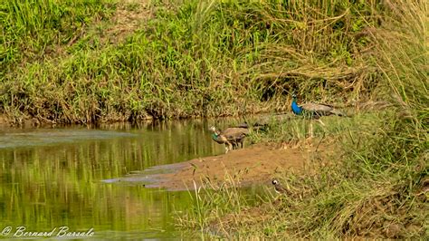 Paon Bleu Pavo Cristatus Indian Peafowl Parc Nationa Flickr