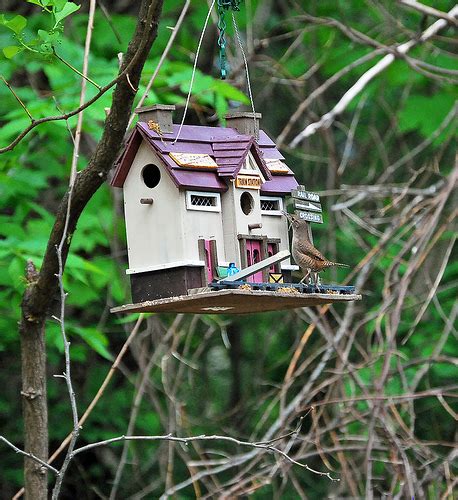 Bird Feeder Pvc Pipe - Bird FeedersBird Feeders