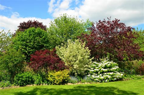 Garden Border Shrubbery The Shrubbery Along One Side Of Th Flickr