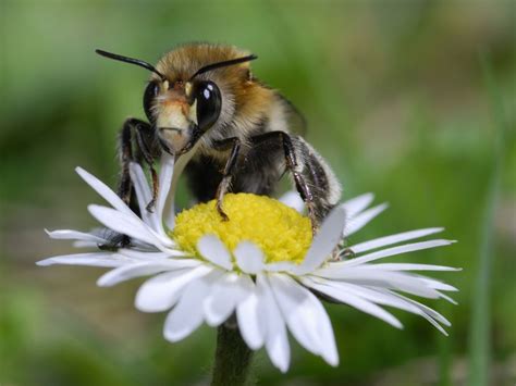 Sauver plus d'abeilles sauvages pour sauver nos récoltes - Sciences et ...