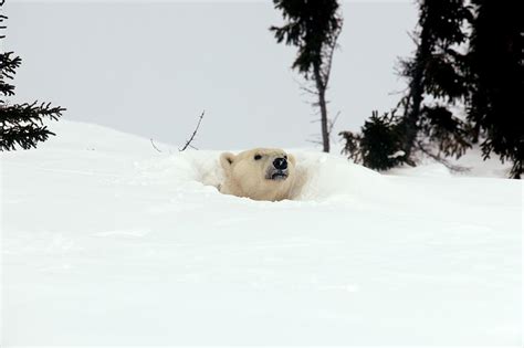 Polar Bear Den Entrance Photograph by Science Photo Library