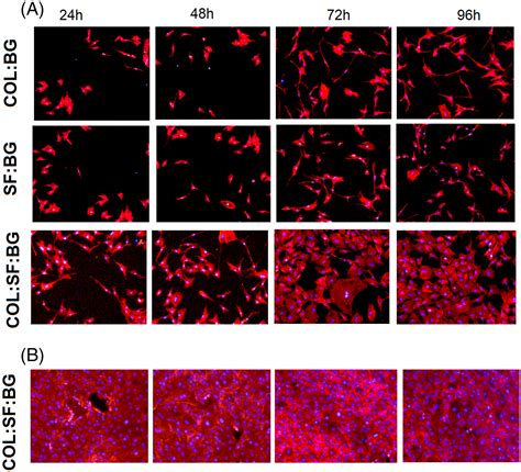 Fabrication Of Biologically Inspired Electrospun Collagen Silk Fibroin