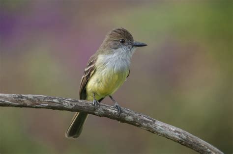 Pale Edged Flycatcher Myiarchus Cephalotes Pale Edged Fly Flickr