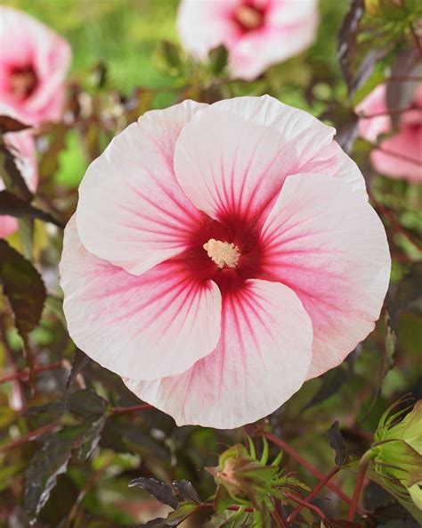 Hibiscus Carousel Pink Candy