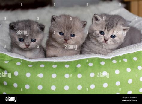 British Shorthair Cat Three Kittens Weeks Old In A Pet Bed