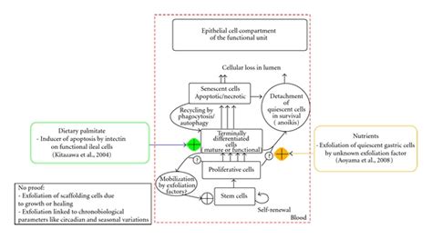 Epithelial Tissue Flow Chart