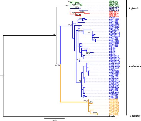 Maximum Likelihood ML Tree For All Genes Concatenated Mt NuDNA