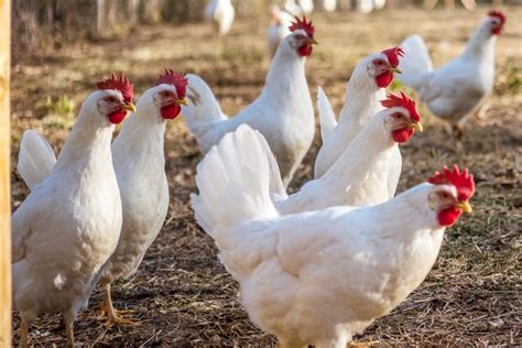 Erysipelas In Laying Hens Layer Resources