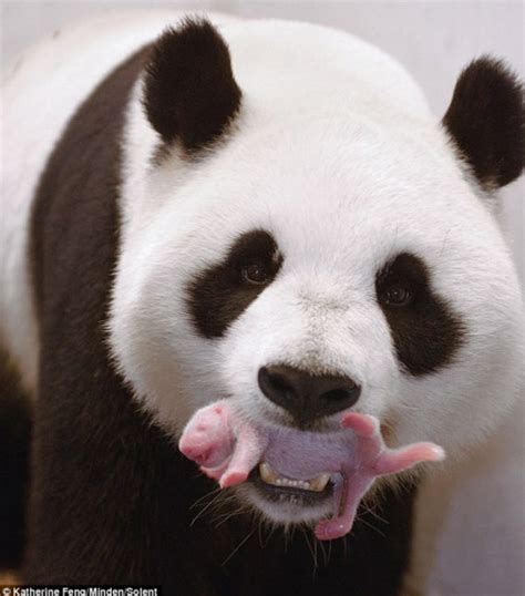 Mamá Osa Panda Con Su Bebe Recien Nacido 1 7 17