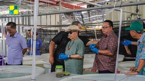 Projek Ras Barramundi Sawit Kinabalu And Borneo Lestari Sdn Bhd