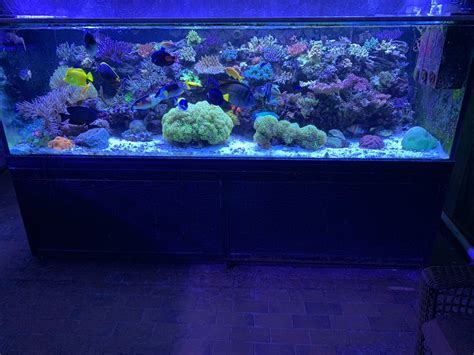 Reef Safe fish list for larger tanks? | Reef2Reef