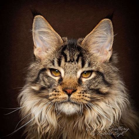 Ce Photographe Capture La Beauté Majestueuse Des Chats De Race Maine Coon