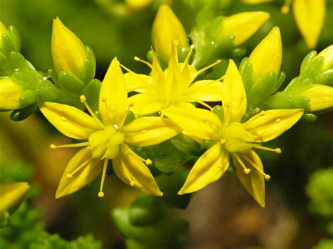 Sedum Acre Goldmoss Stonecrop World Of Succulents