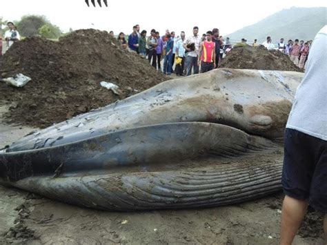 40 Foot Dead Blue Whale Washes Ashore Near Mumbai Coast